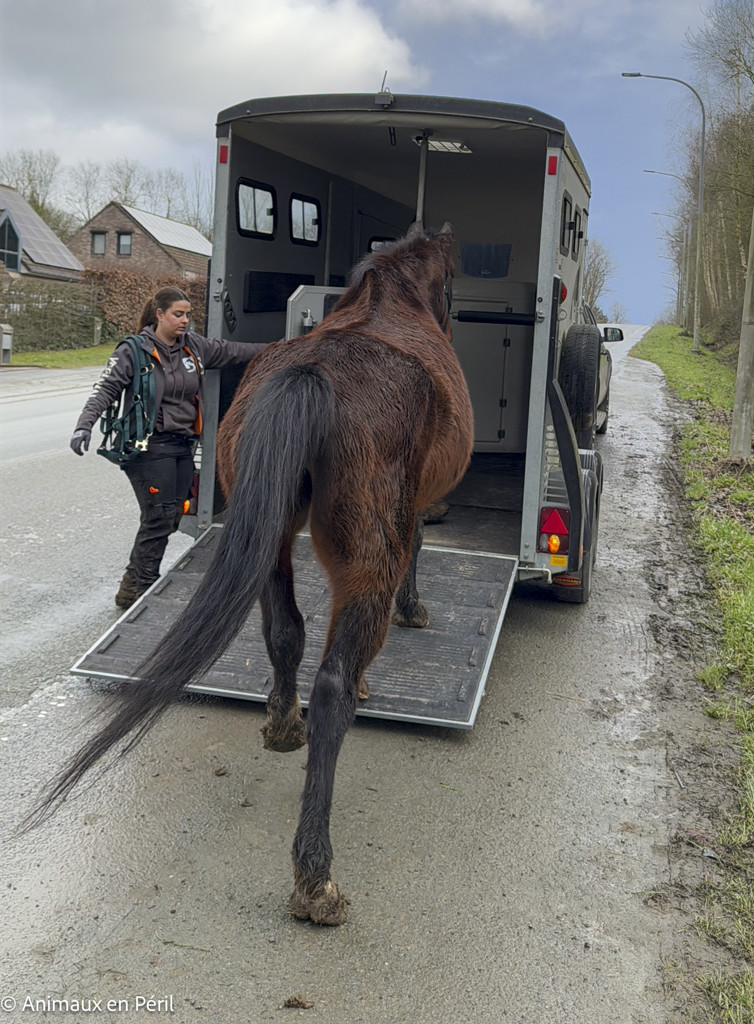 Lessines : sauvetage de 3 chevaux et 6 moutons en détresse