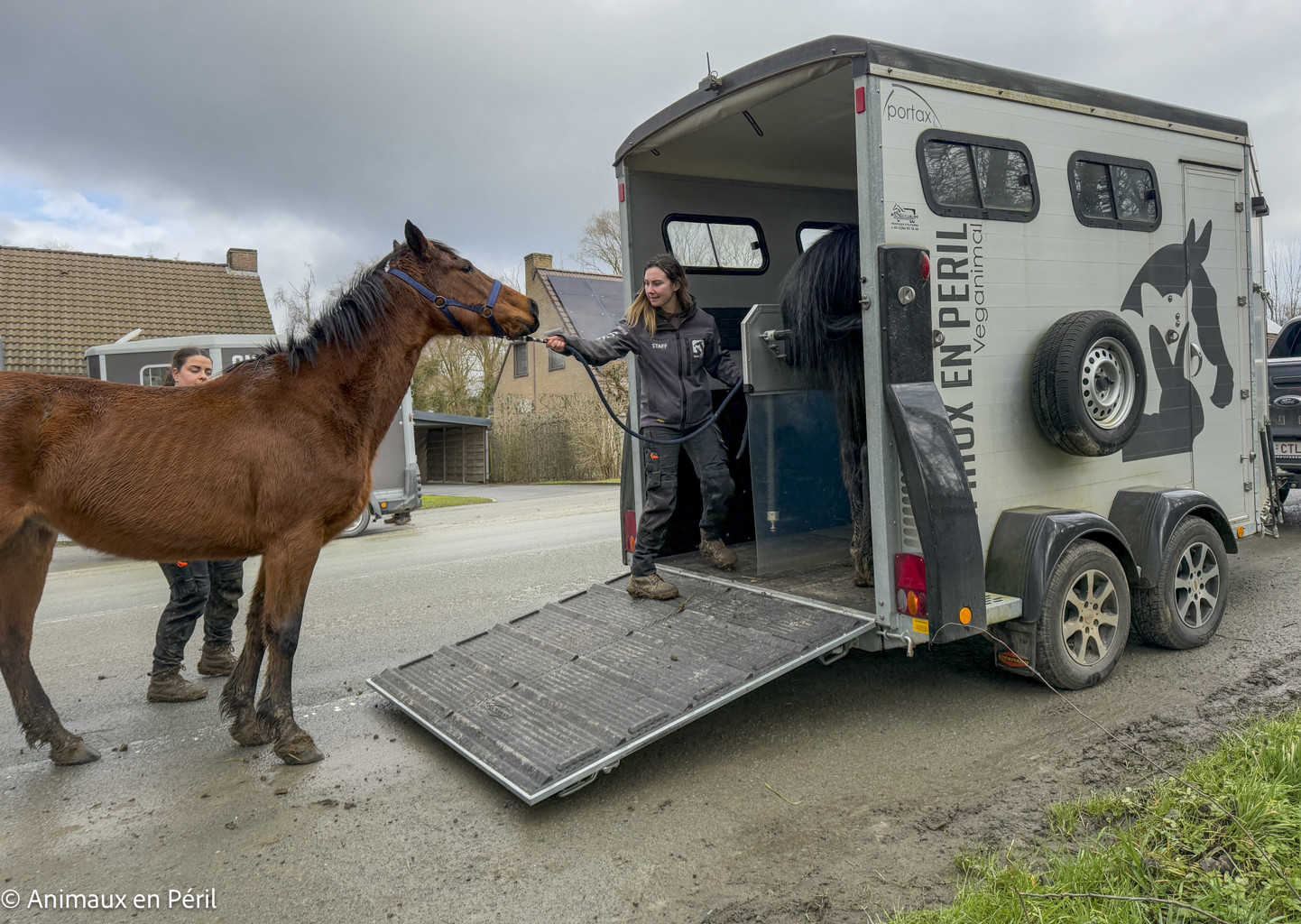 Lessines : sauvetage de 3 chevaux et 6 moutons en détresse