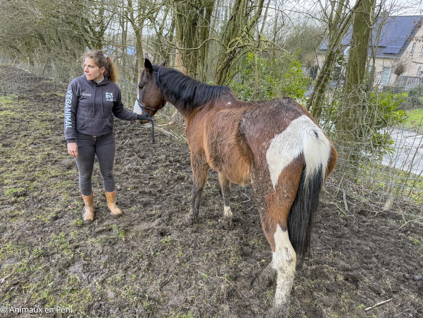 Lessines : sauvetage de 3 chevaux et 6 moutons en détresse