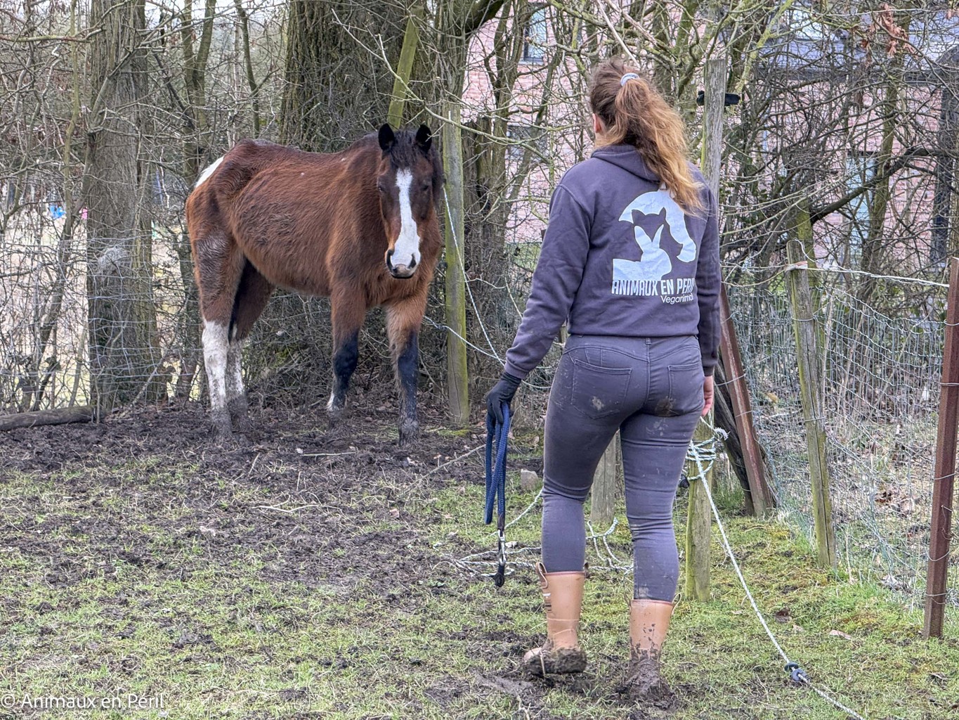 Lessines : sauvetage de 3 chevaux et 6 moutons en détresse