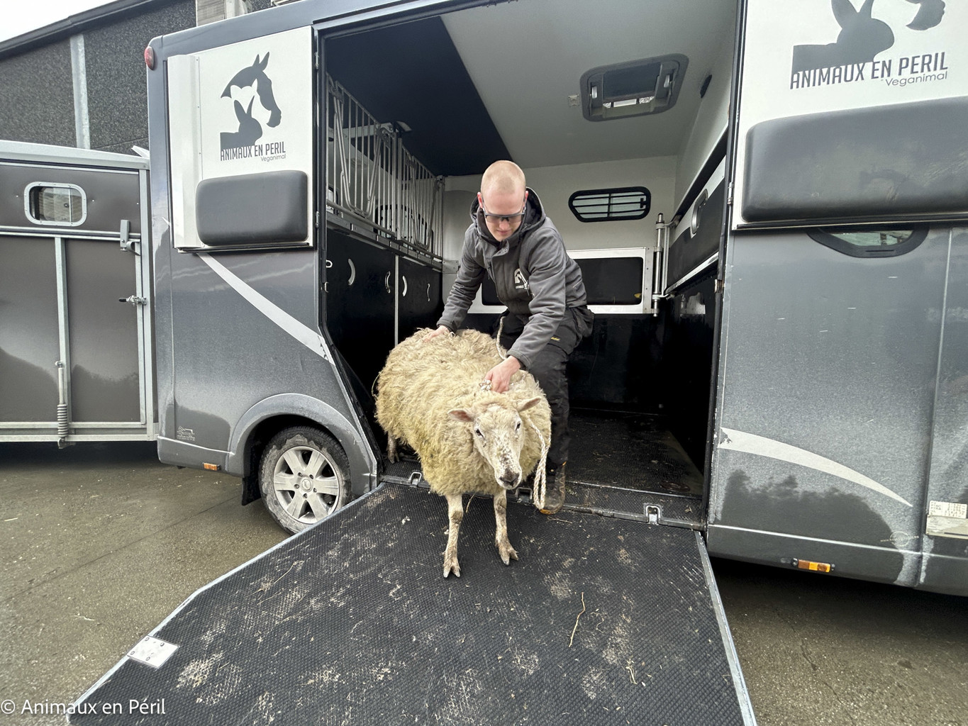 Lessines : sauvetage de 3 chevaux et 6 moutons en détresse