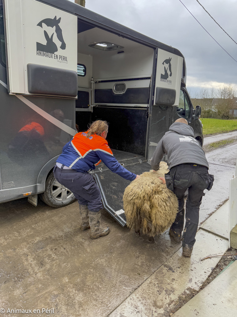 Lessines : sauvetage de 3 chevaux et 6 moutons en détresse