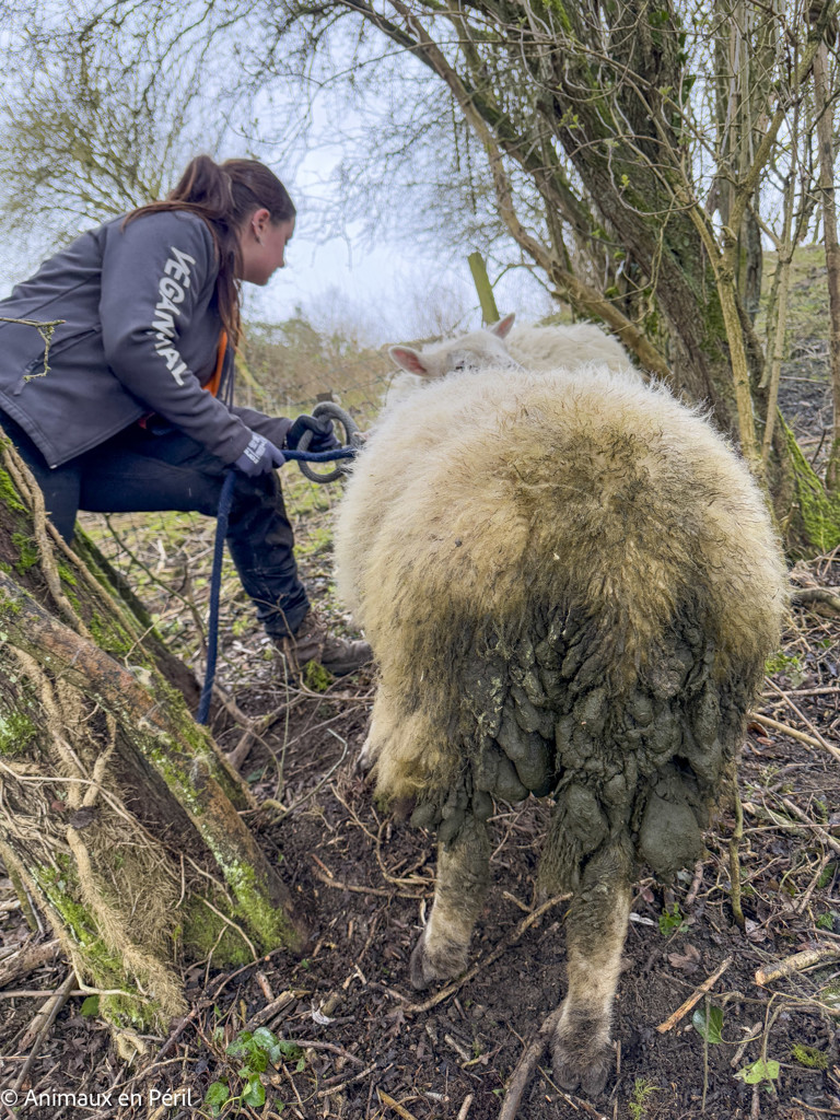 Lessines : sauvetage de 3 chevaux et 6 moutons en détresse
