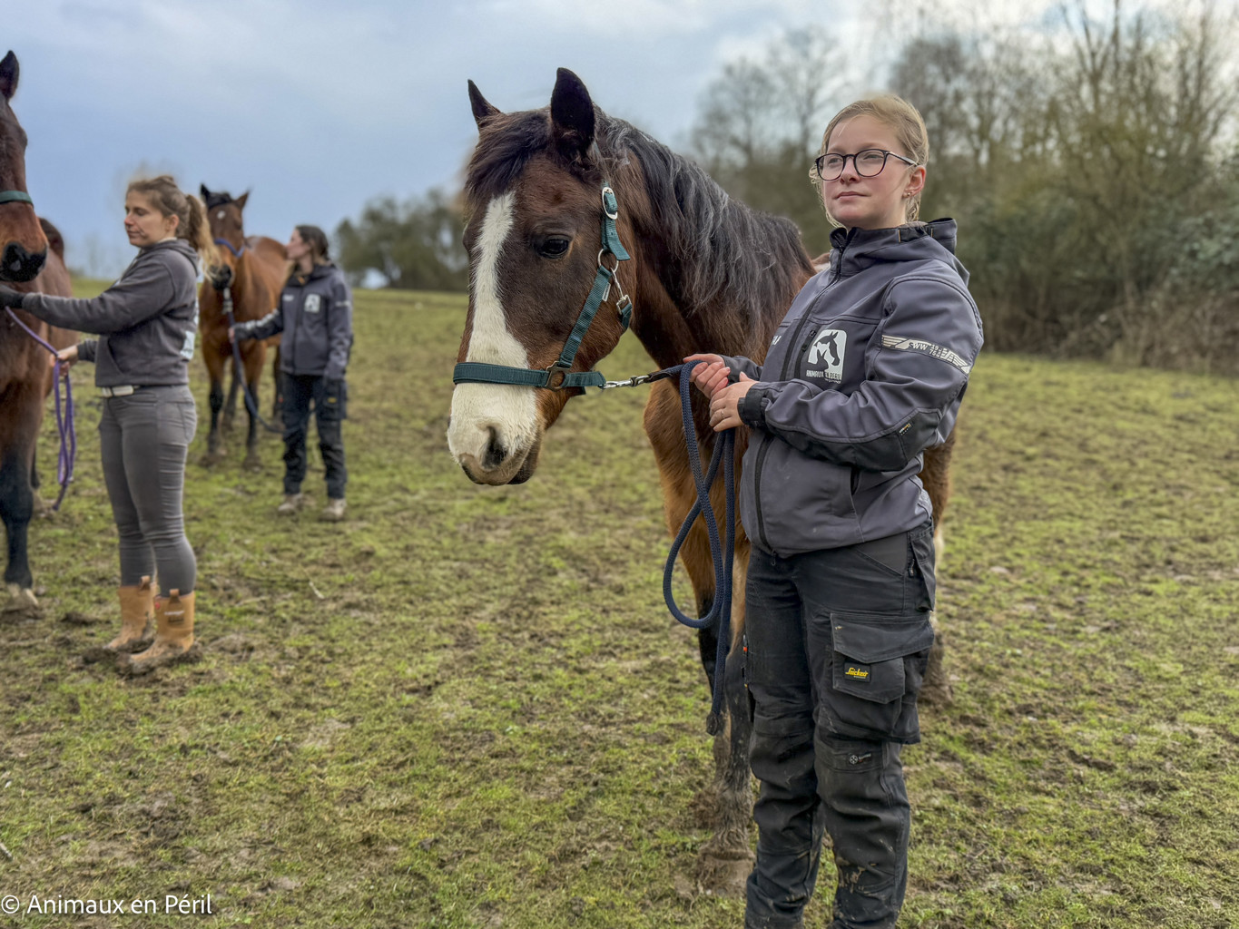 Lessines : sauvetage de 3 chevaux et 6 moutons en détresse