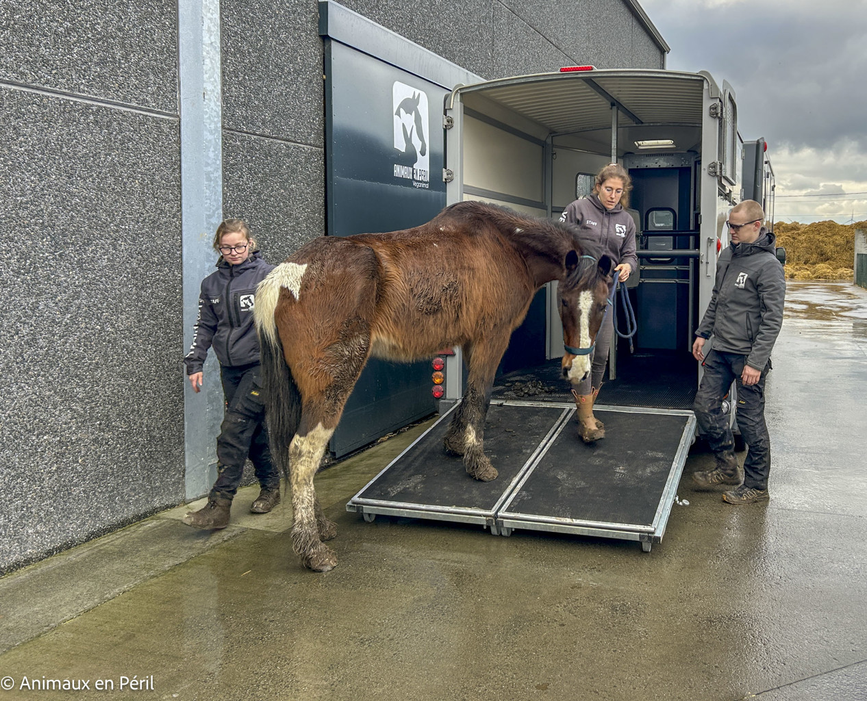 Lessines : sauvetage de 3 chevaux et 6 moutons en détresse