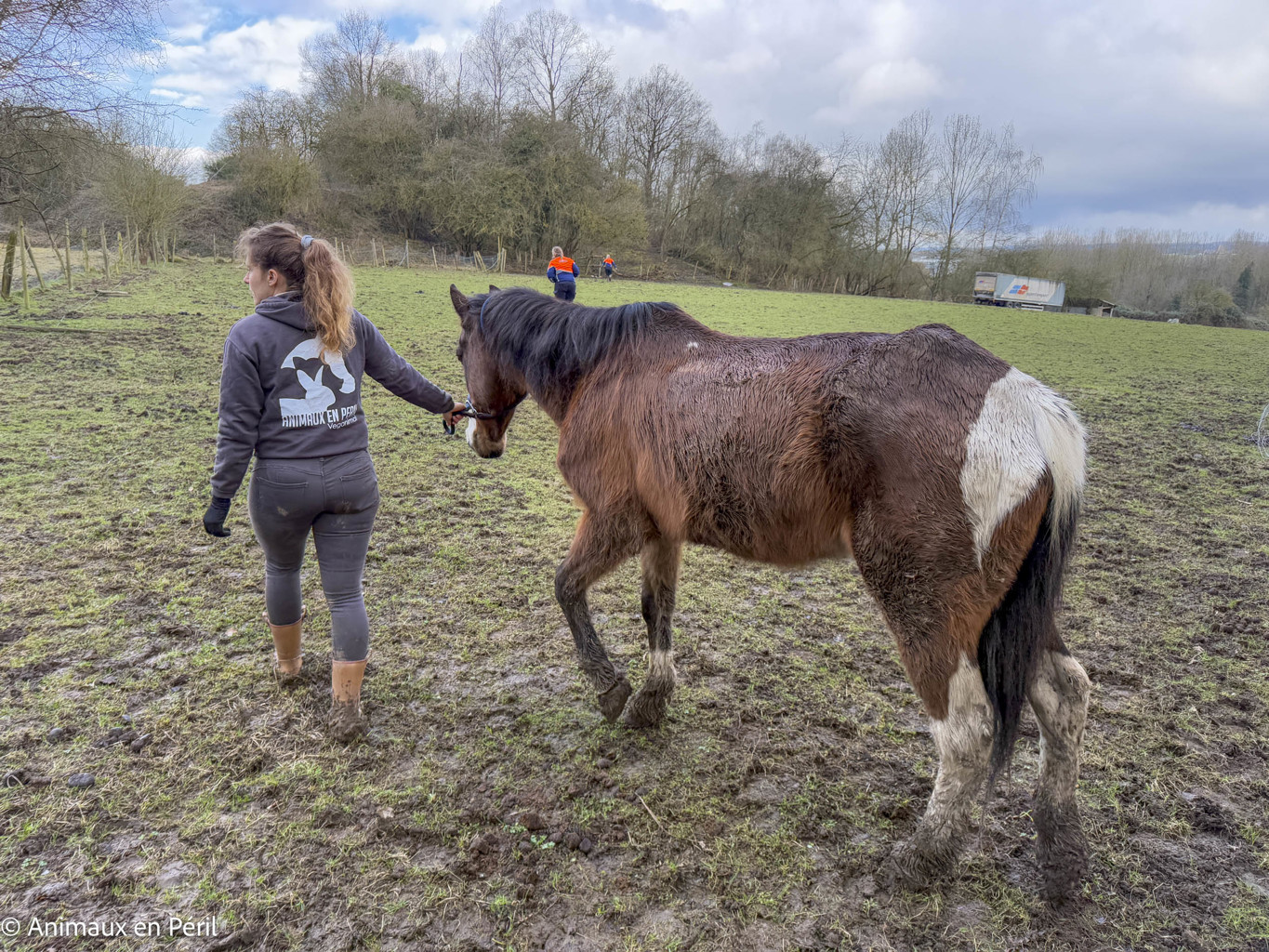 Lessines : sauvetage de 3 chevaux et 6 moutons en détresse