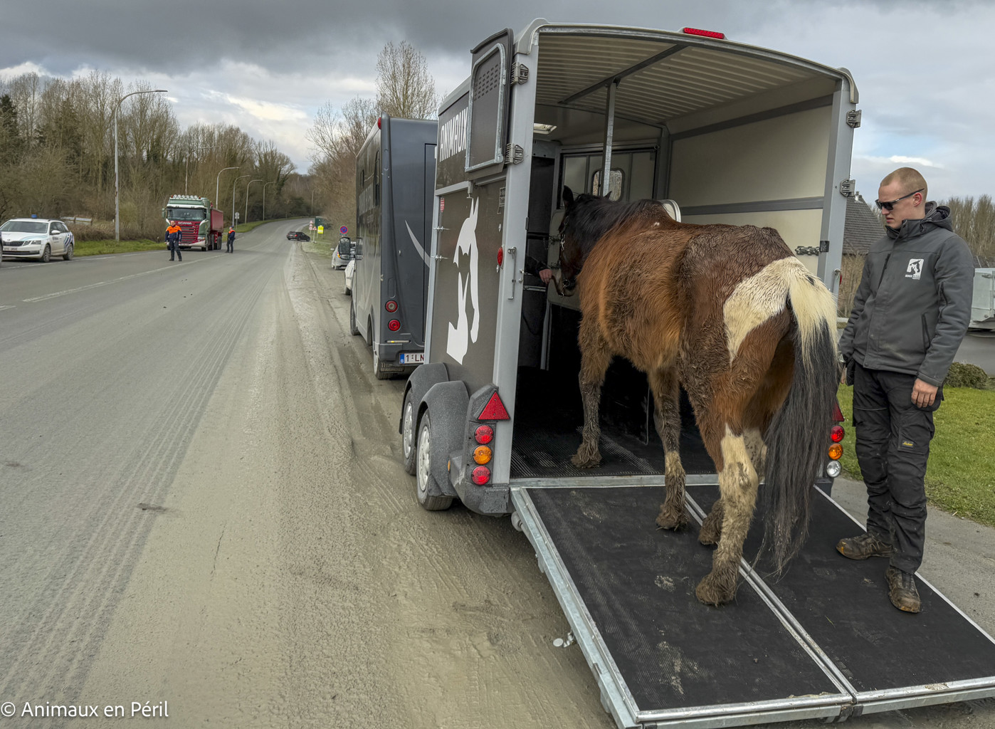Lessines : sauvetage de 3 chevaux et 6 moutons en détresse