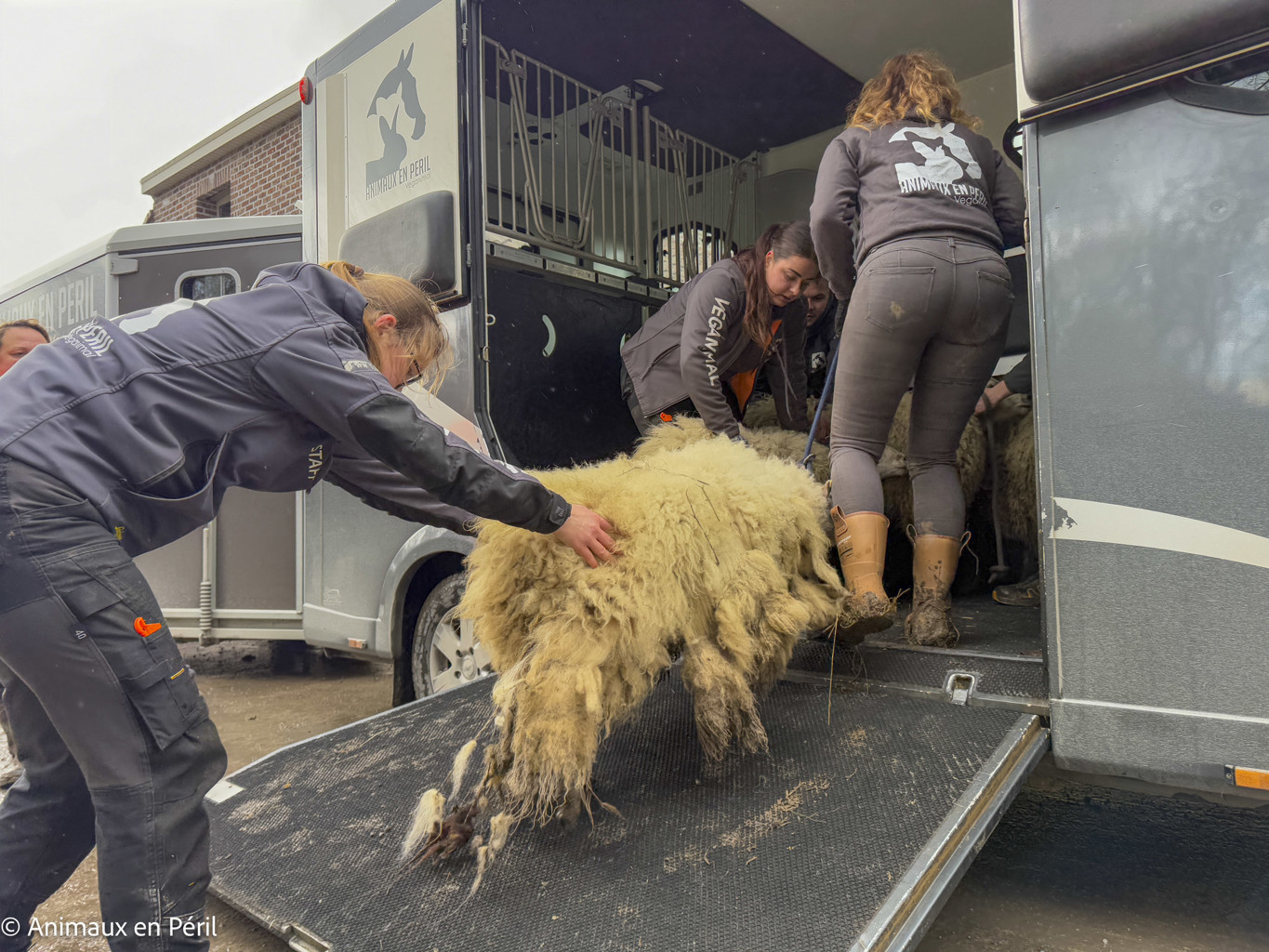 Lessines : sauvetage de 3 chevaux et 6 moutons en détresse