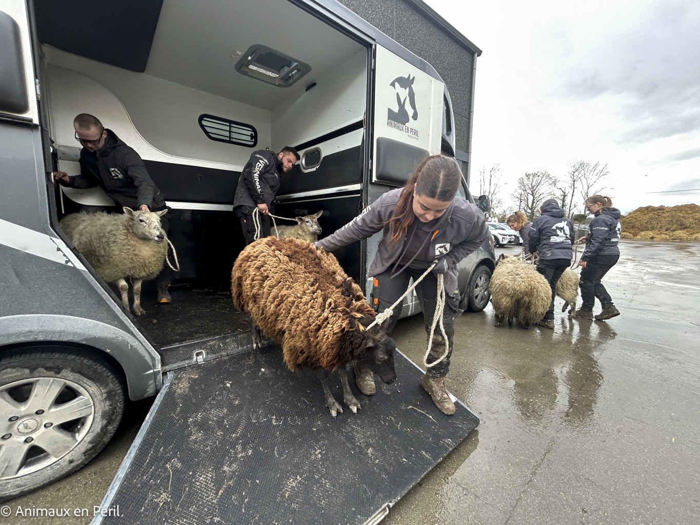 Lessines : sauvetage de 3 chevaux et 6 moutons en détresse