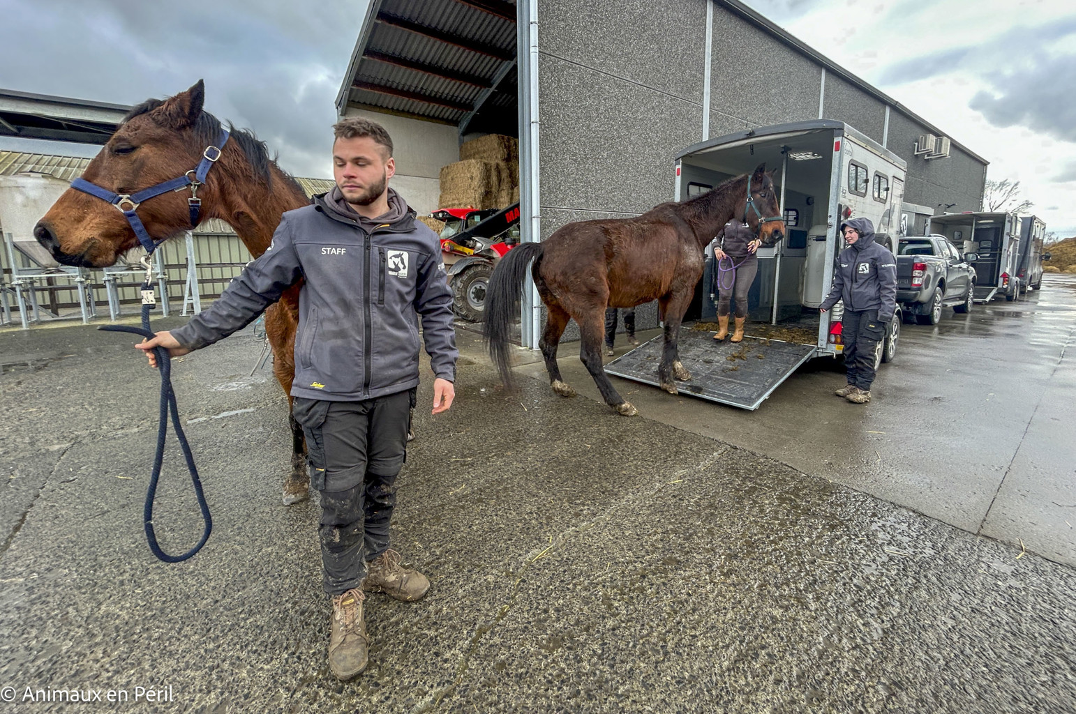Lessines : sauvetage de 3 chevaux et 6 moutons en détresse