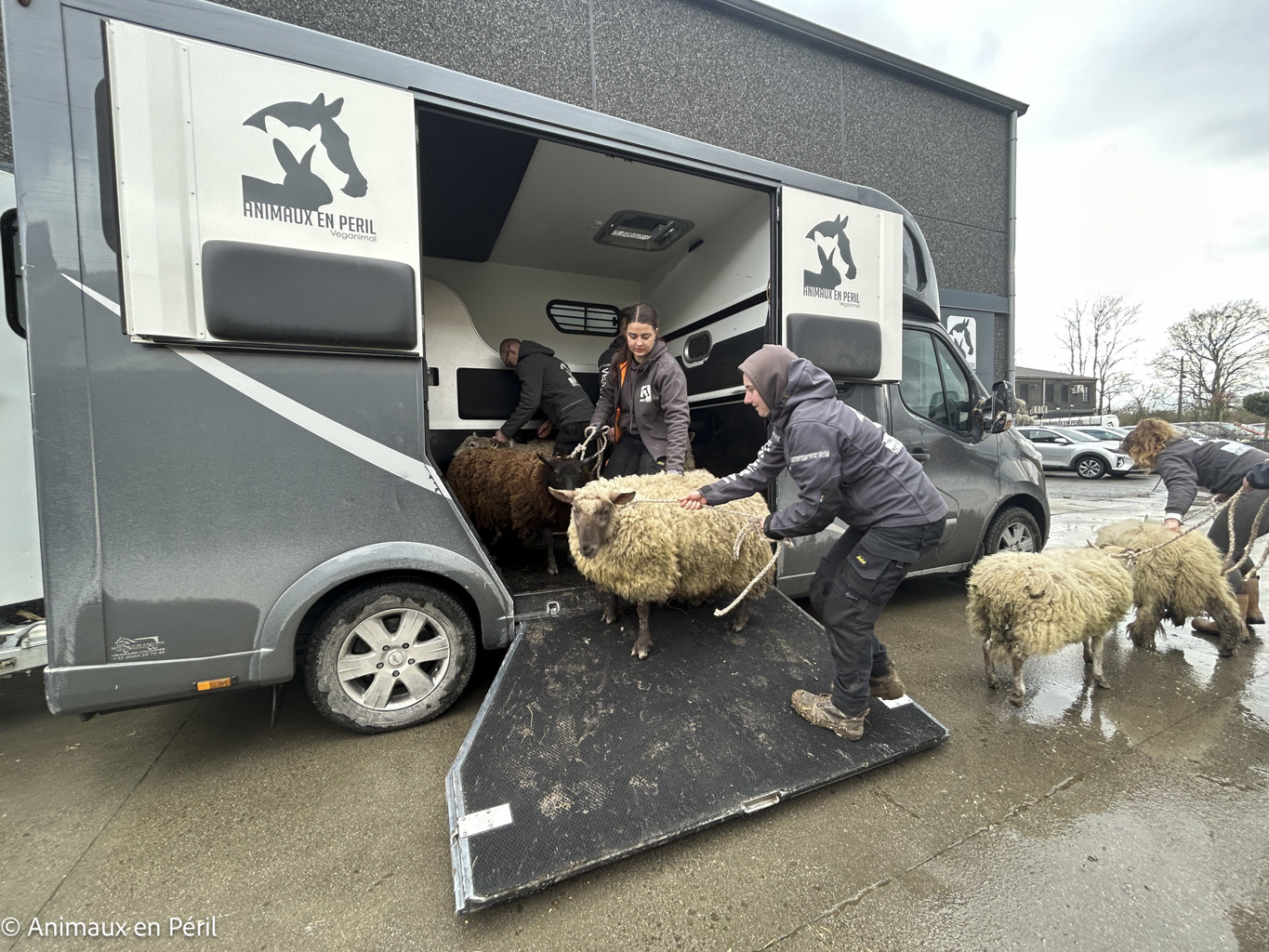 Lessines : sauvetage de 3 chevaux et 6 moutons en détresse