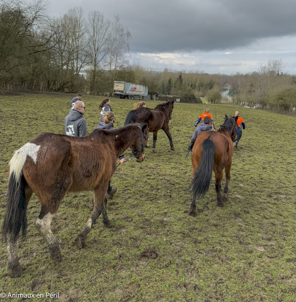 Lessines : sauvetage de 3 chevaux et 6 moutons en détresse
