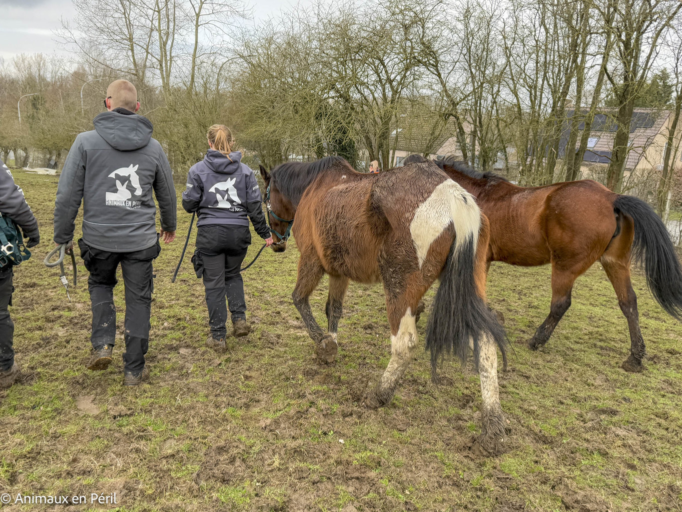 Lessines : sauvetage de 3 chevaux et 6 moutons en détresse