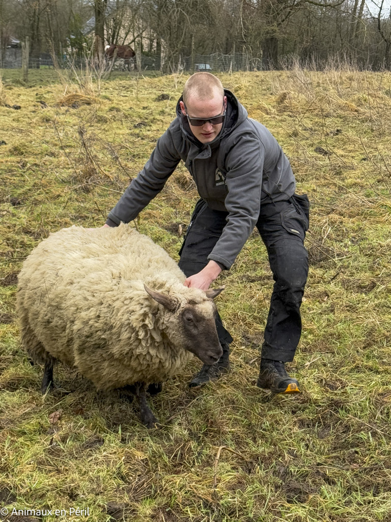 Lessines : sauvetage de 3 chevaux et 6 moutons en détresse