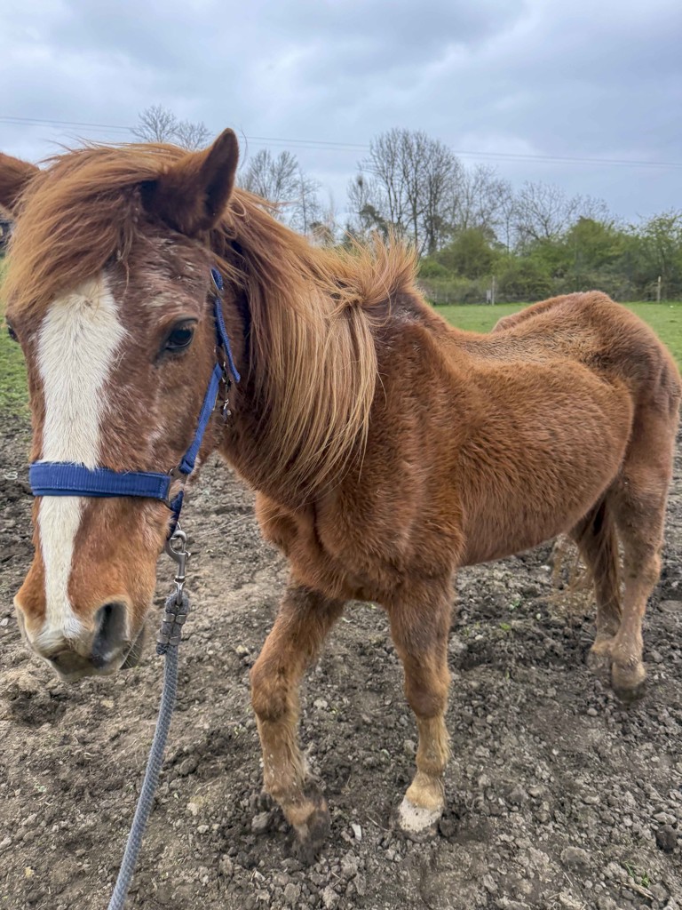 Saisie de 11 chevaux en état de grande détresse à Somme-Leuze : une mobilisation exceptionnelle des refuges wallons