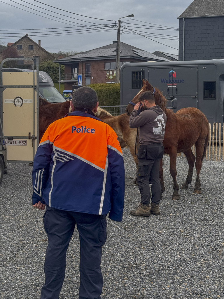 Saisie de 11 chevaux en état de grande détresse à Somme-Leuze : une mobilisation exceptionnelle des refuges wallons