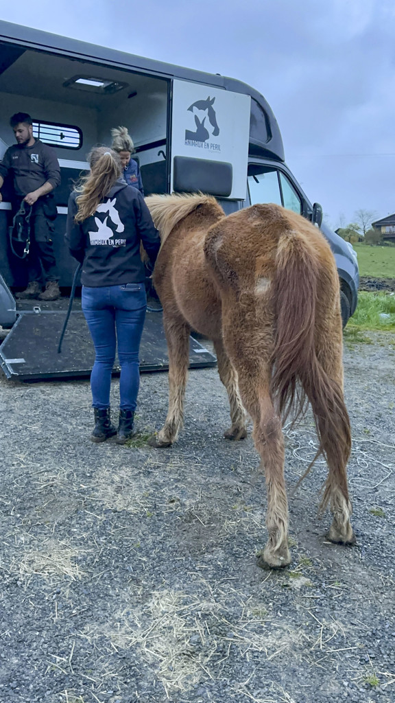 Saisie de 11 chevaux en état de grande détresse à Somme-Leuze : une mobilisation exceptionnelle des refuges wallons
