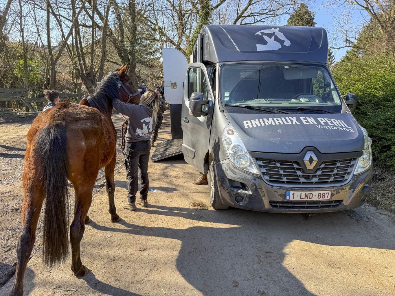 Tentative de meurtre lors d’une saisie pour maltraitance à Pont-à-Celles : une soigneuse visée par un véhicule ! 