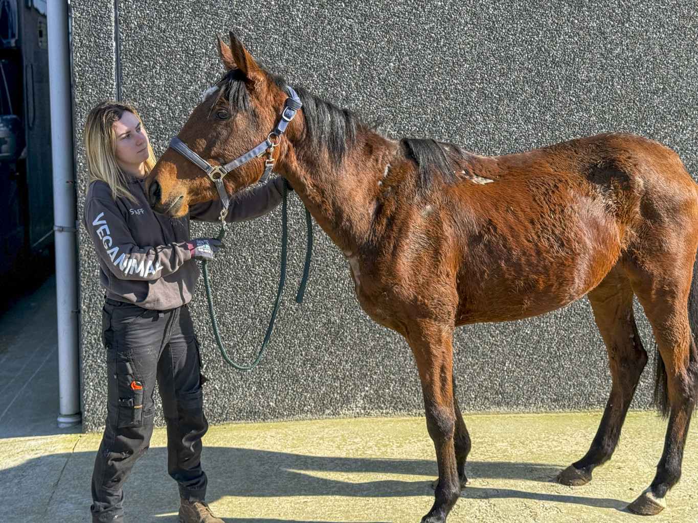 Tentative de meurtre lors d’une saisie pour maltraitance à Pont-à-Celles : une soigneuse visée par un véhicule ! 