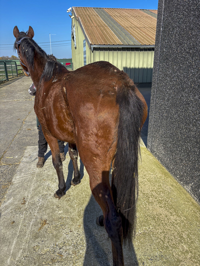 Tentative de meurtre lors d’une saisie pour maltraitance à Pont-à-Celles : une soigneuse visée par un véhicule ! 