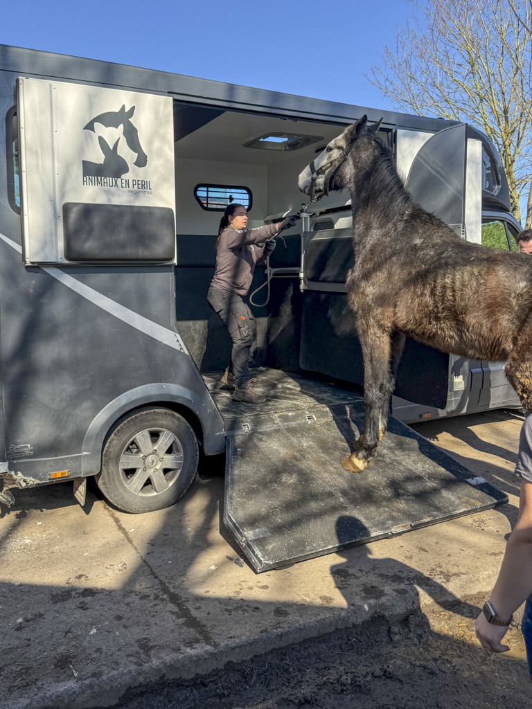 Tentative de meurtre lors d’une saisie pour maltraitance à Pont-à-Celles : une soigneuse visée par un véhicule ! 