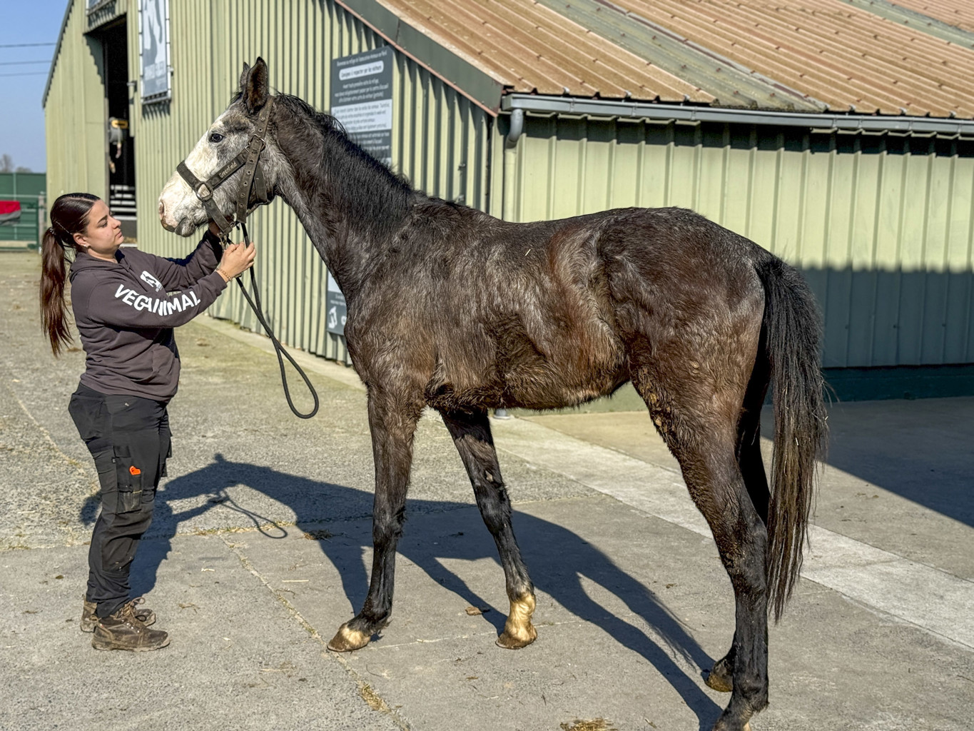 Tentative de meurtre lors d’une saisie pour maltraitance à Pont-à-Celles : une soigneuse visée par un véhicule ! 