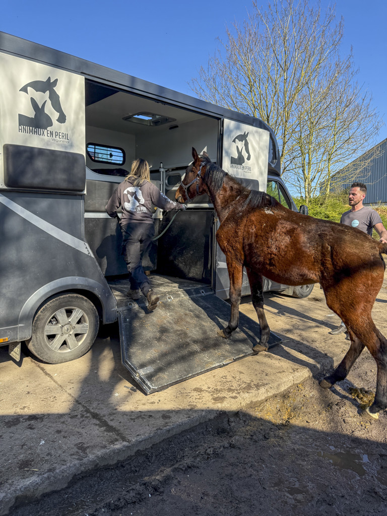 Tentative de meurtre lors d’une saisie pour maltraitance à Pont-à-Celles : une soigneuse visée par un véhicule ! 