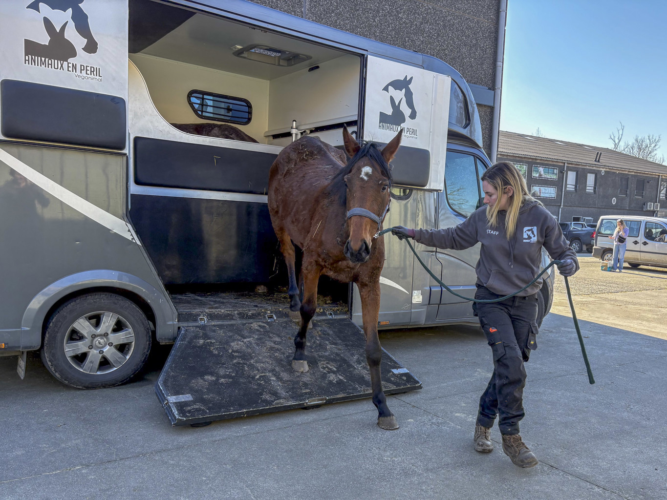 Tentative de meurtre lors d’une saisie pour maltraitance à Pont-à-Celles : une soigneuse visée par un véhicule ! 