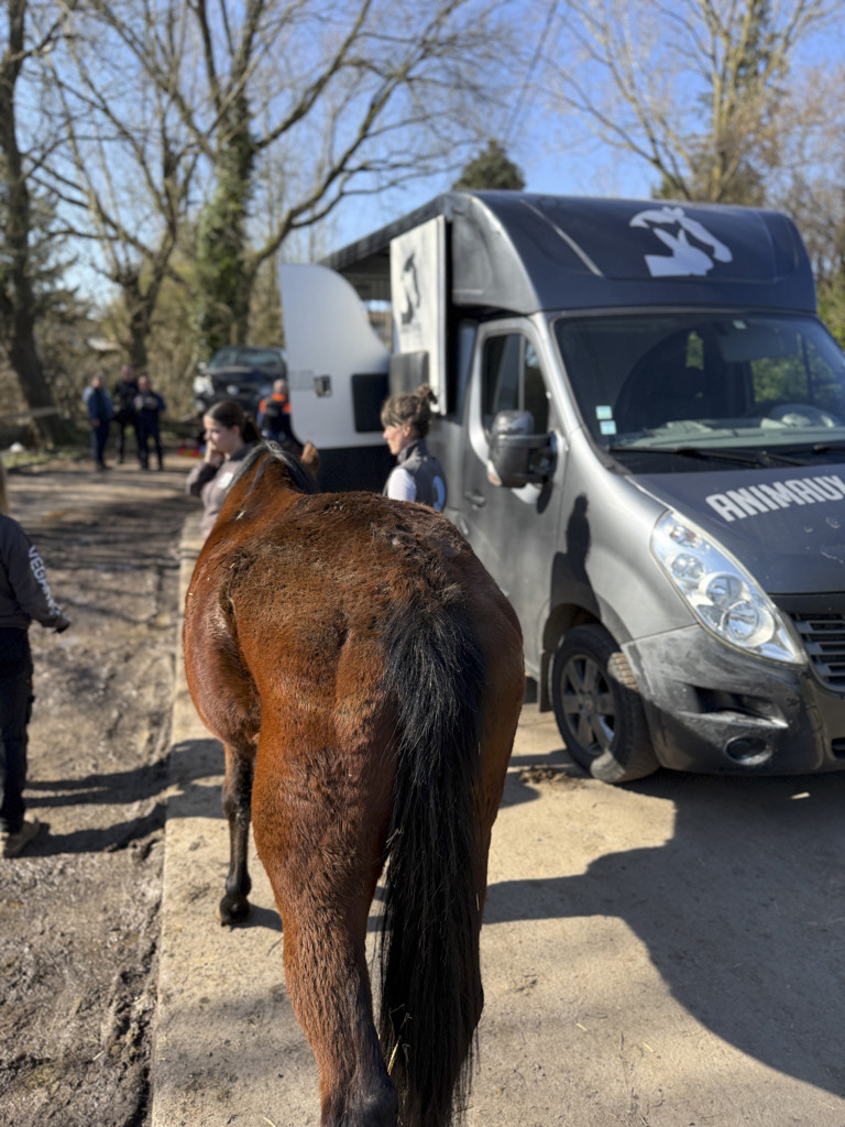 Tentative de meurtre lors d’une saisie pour maltraitance à Pont-à-Celles : une soigneuse visée par un véhicule ! 