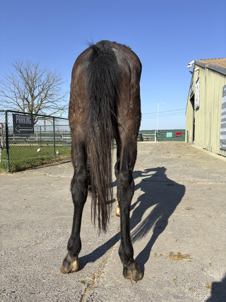 Tentative de meurtre lors d’une saisie pour maltraitance à Pont-à-Celles : une soigneuse visée par un véhicule ! 