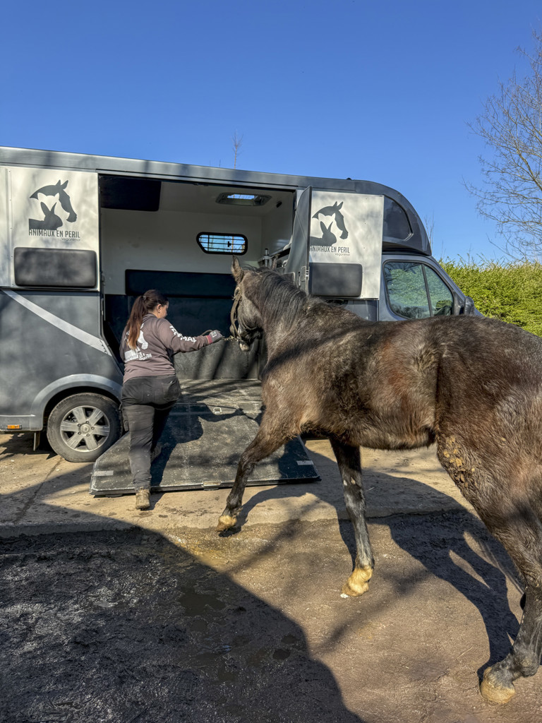 Tentative de meurtre lors d’une saisie pour maltraitance à Pont-à-Celles : une soigneuse visée par un véhicule ! 